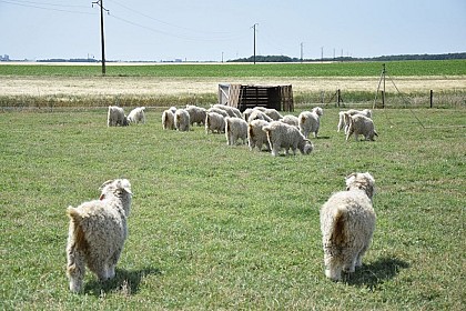 Aire de ferme Feularde