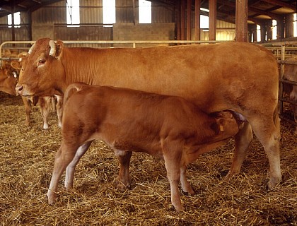 Gaec Couinou - limousine meat