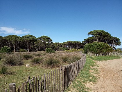 PINÈDE DU BASTIDON