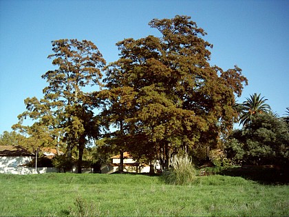 4 CYPRÈS CHAUVES