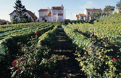 Vigne Municipale de Suresnes