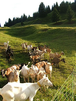 Alpage de la Vieille Mountain pasture