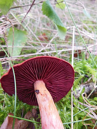 Un peu de mycologie (2)