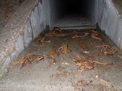 Crapauduc