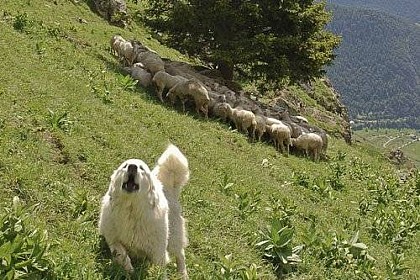 L'élevage et loup