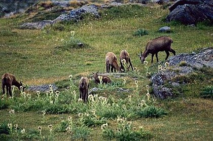 Chamois secteur de la Pierre aux Pieds