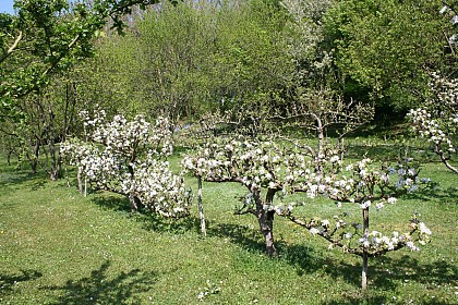 Arboretum du Tuffeau
