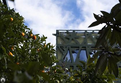 Oranges amères près de l'Office de Tourisme