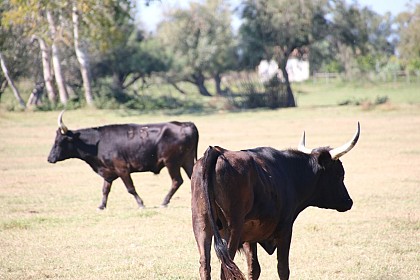 Camargue bull