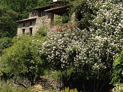 Rose garden in Berty