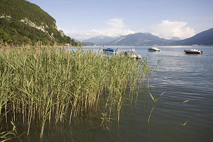 La roselière d'Annecy-le-Vieux