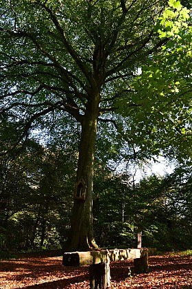 Arbre à la Vierge