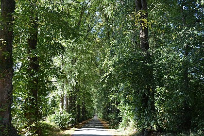 Allée des Tilleuls