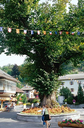 The large lime tree