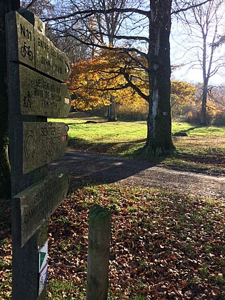 Forêt de Guînes