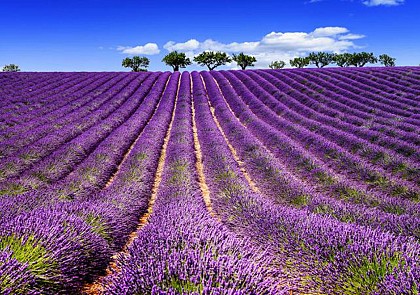 Lavender Fields and Tour of the L’Occitane© Factory