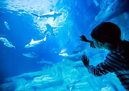 Tickets for the Paris Aquarium