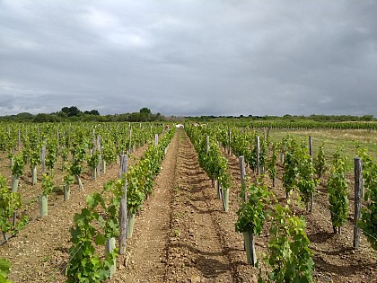 Vignes du Clos