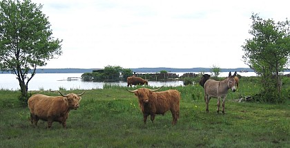 Les marais du Lac Sud