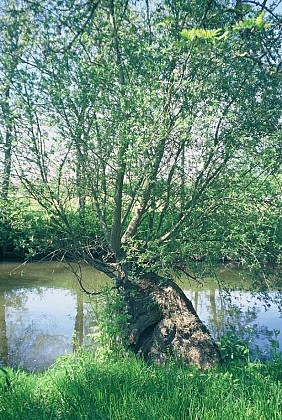 Les prairies de l'Indre