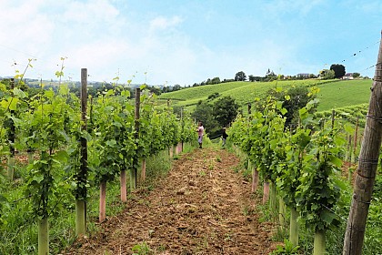 Clos Uroulat