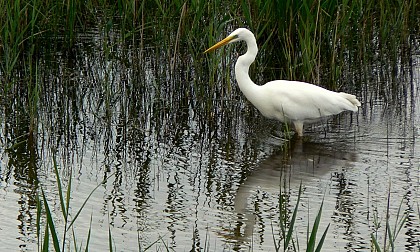 Egret Pond Observatory