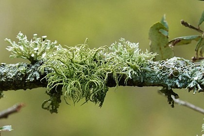 Le belvédère aux lichens