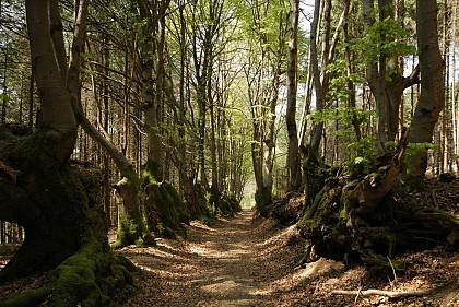 Hêtres tortueux - la Pierre Châtel