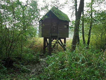 OBSERVATOIRE DES OISEAUX