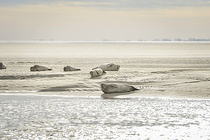 La Baie d'Authie