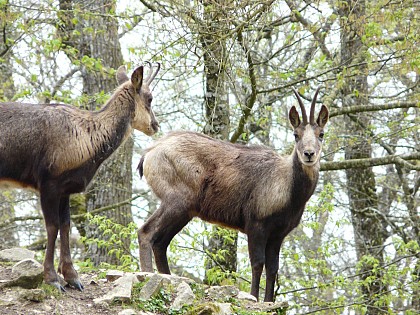La colonie de chamois