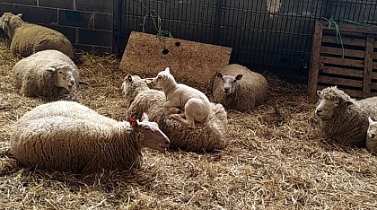 Ferme des calinettes