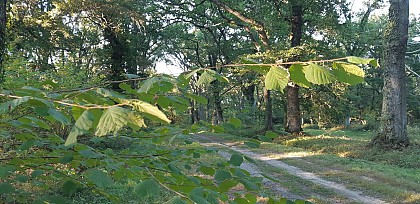 Forêt d'Ibos