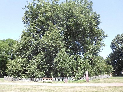 Le Platane d'Orient