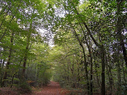 Forêt domaniale de Lanvaux