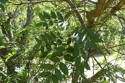 Ash trees