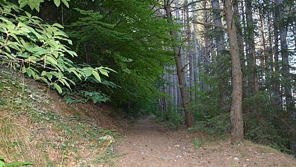 Forêt de pins