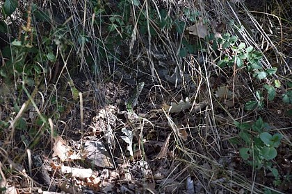 Western green lizard (Lacerta bilineata)