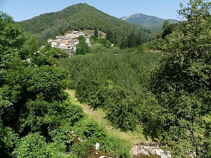 La reinette et l’oignon doux