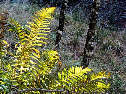 La vie cachée de la forêt