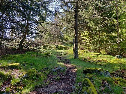 La forêt de l'Aigoual