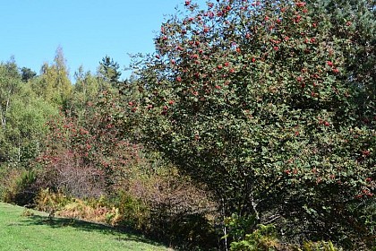 Rowan or mountain ash (Sorbus aucuparia)