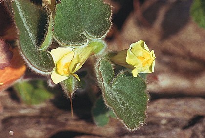 A few plants