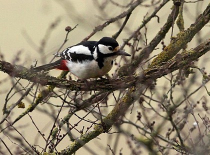 Pic épeiche (Dendrocopos major)