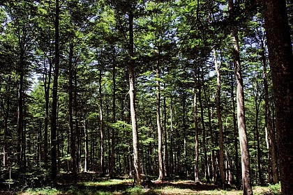 The Aigoual forest