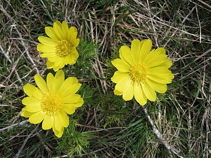 Adonis vernalis (spring pheasant's eye)