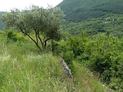 Culture de l'olive