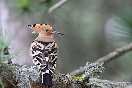 (Crested) hoopoe