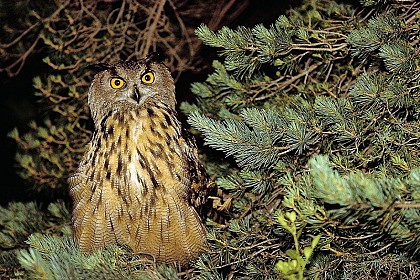 Eurasian eagle-owl