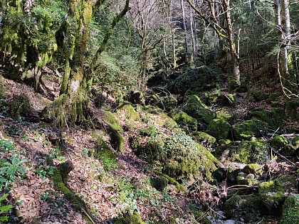 La forêt tropicale et les fleurs du Causse